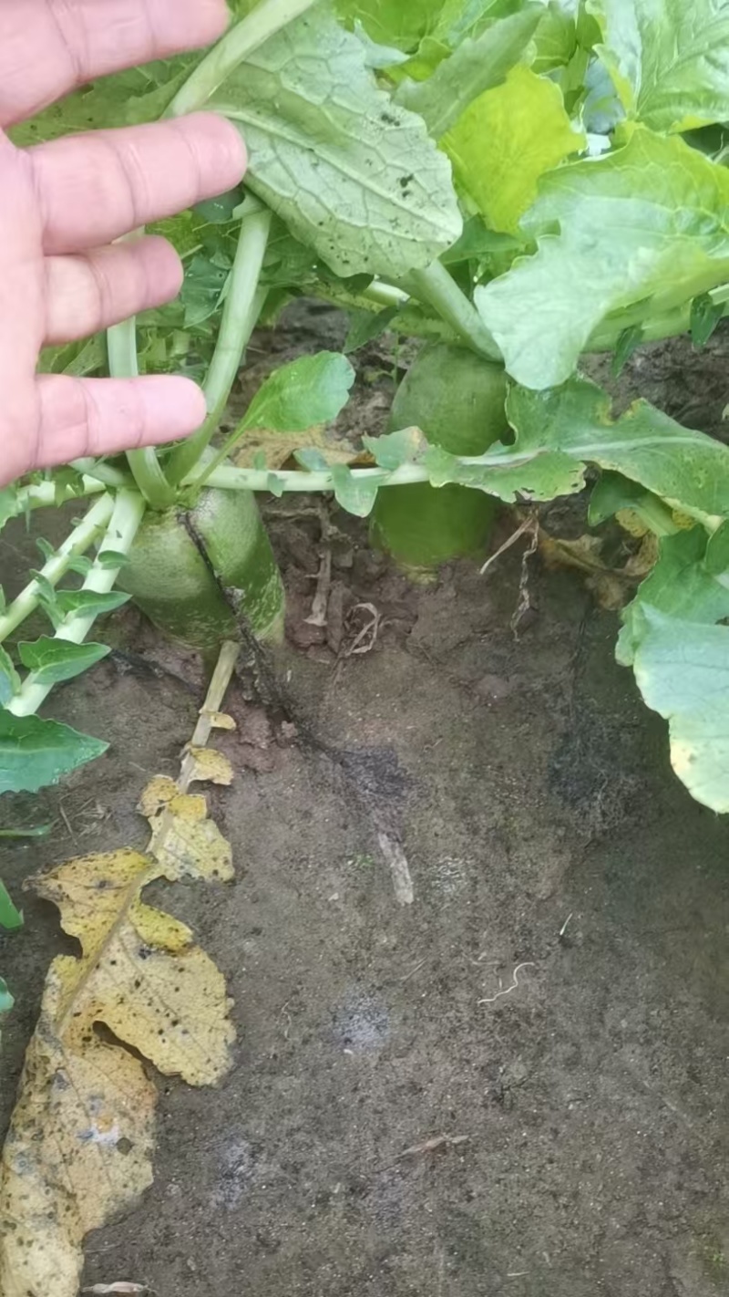 绿萝卜水果萝卜河北基地直供质量保证一手货源全国发货