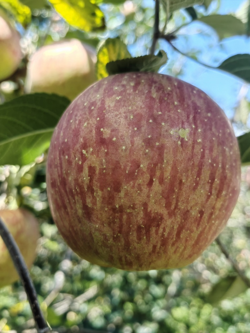 四川大凉山盐源冰糖心苹果