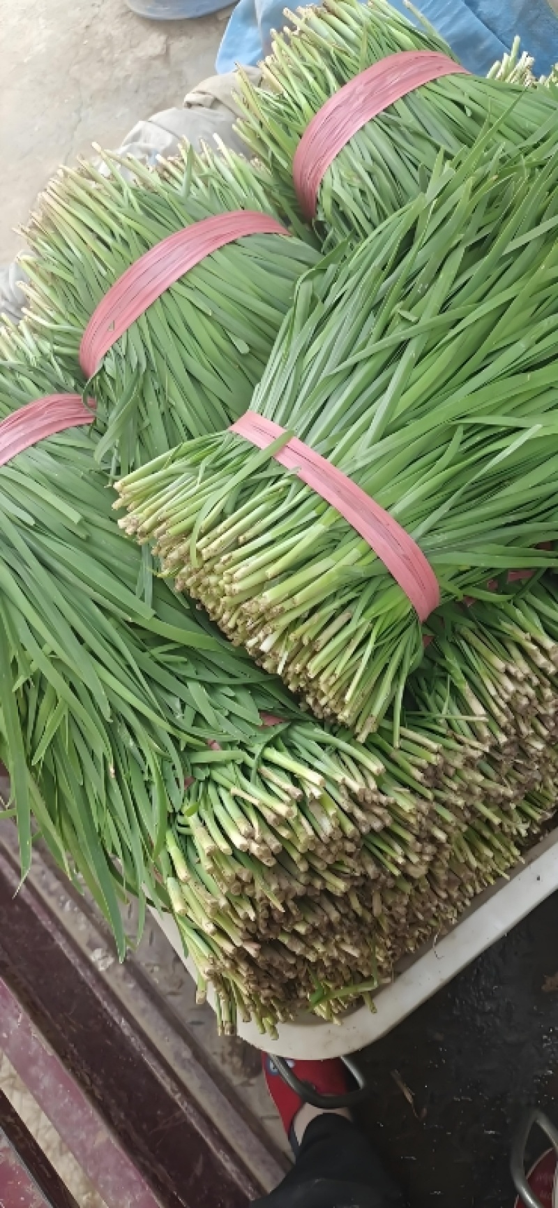 【大叶韭菜】河北邯郸产地直发现摘现发欢迎来电咨询