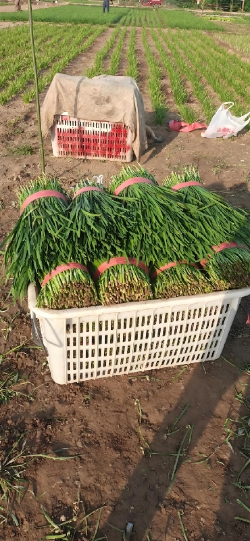 【大叶韭菜】河北邯郸产地直发现摘现发欢迎来电咨询