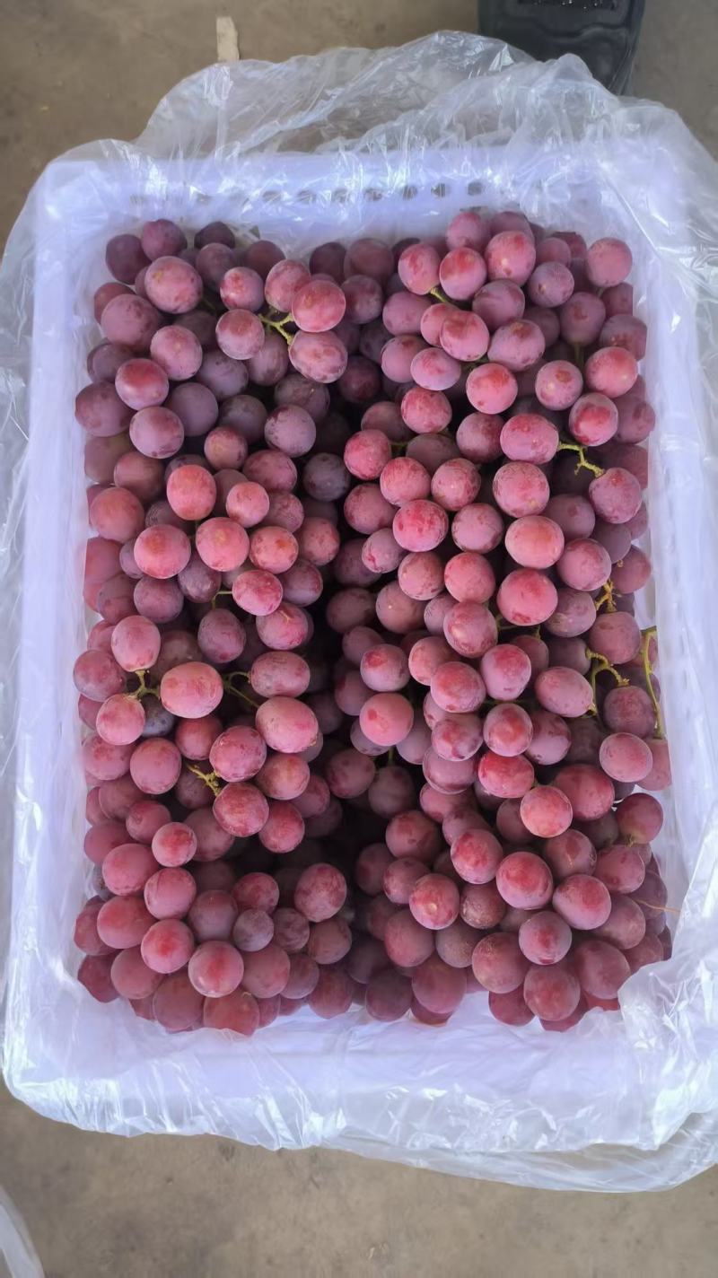 红提甘肃产区直发保质保量供货价钱可谈