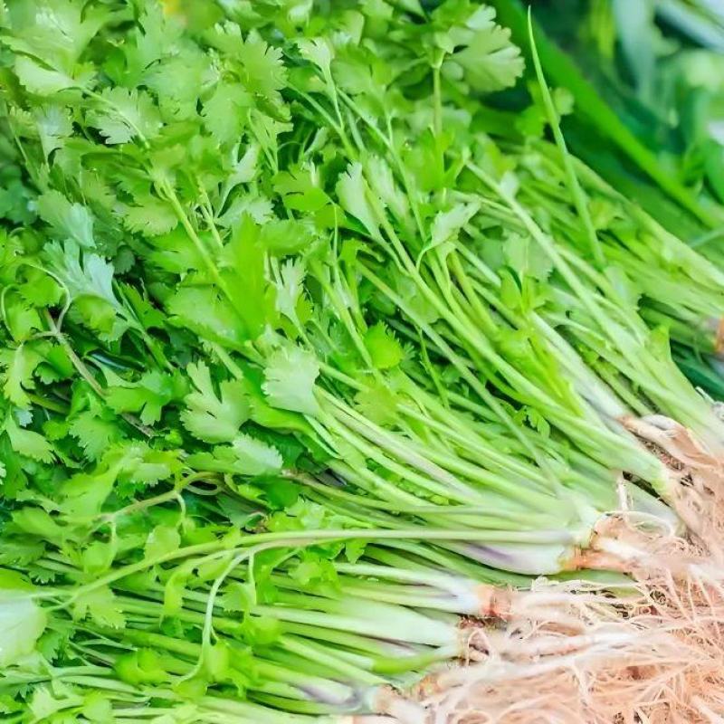 精品香菜，河北邯郸产地直发，全国发货，新鲜采摘量大从优