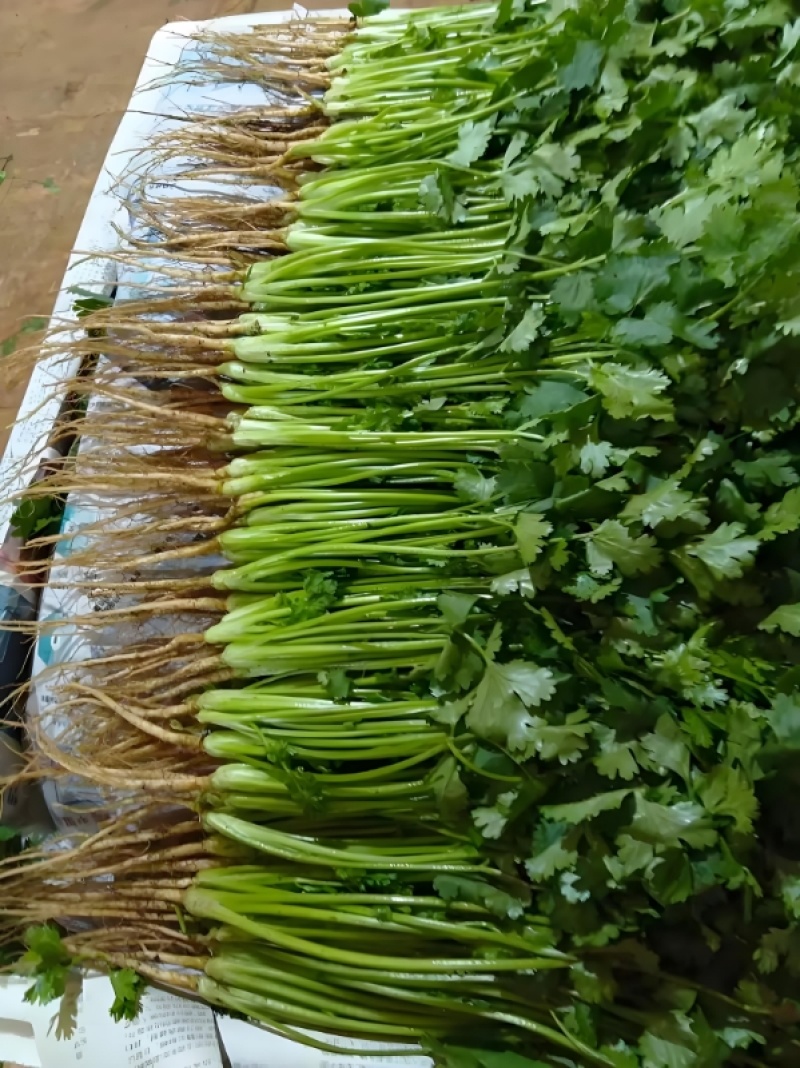 精品香菜，河北邯郸产地直发，全国发货，新鲜采摘量大从优