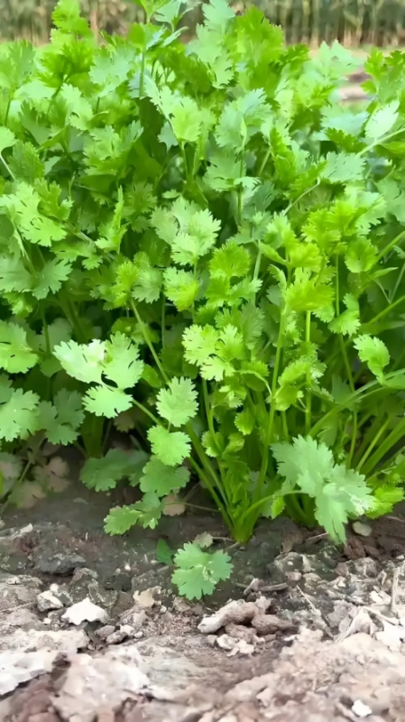 精品香菜，河北邯郸产地直发，全国发货，新鲜采摘量大从优