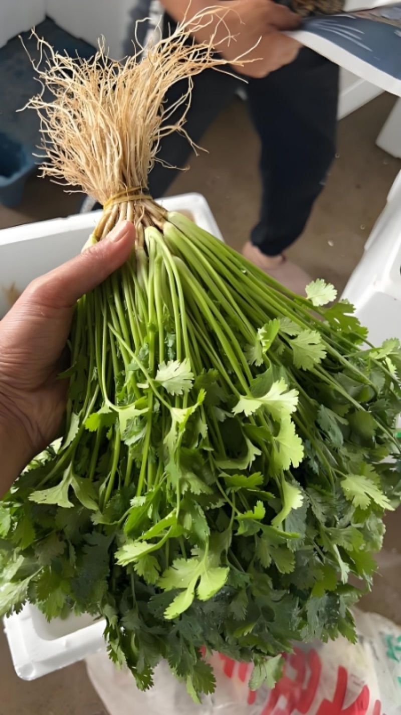 精品香菜，河北邯郸产地直发，全国发货，新鲜采摘量大从优