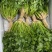 精品香菜，河北邯郸产地直发，全国发货，新鲜采摘量大从优