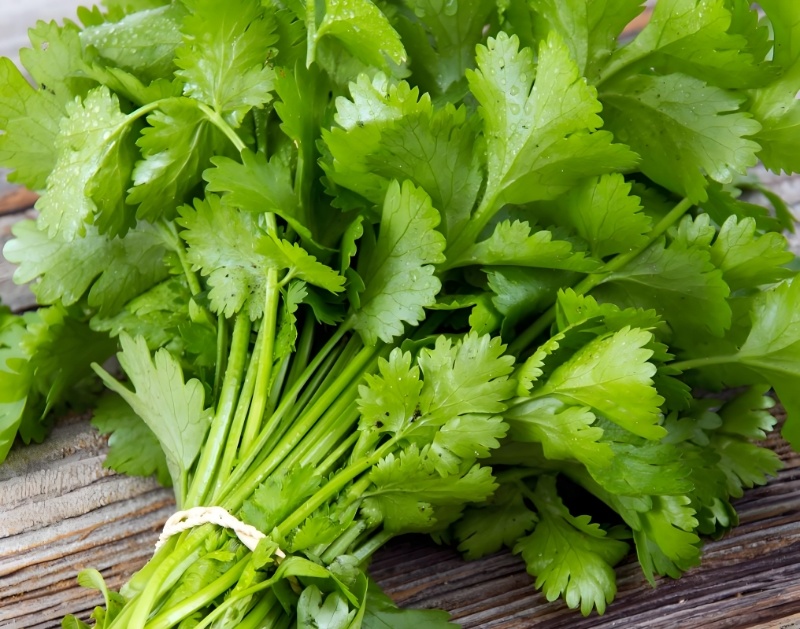 精品香菜，河北邯郸产地直发，全国发货，新鲜采摘量大从优