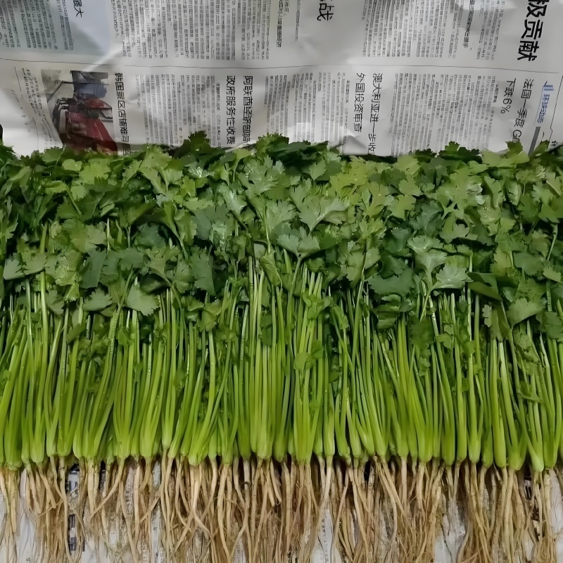 精品香菜，河北邯郸产地直发，全国发货，新鲜采摘量大从优