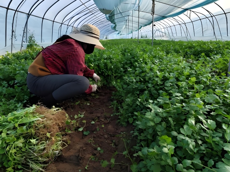 精品香菜，河北邯郸产地直发，全国发货，新鲜采摘量大从优