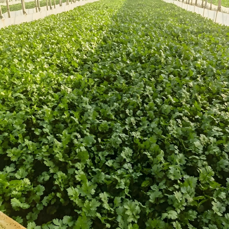 精品香菜，河北邯郸产地直发，全国发货，新鲜采摘量大从优