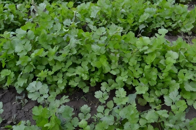 精品香菜，河北邯郸产地直发，全国发货，新鲜采摘量大从优
