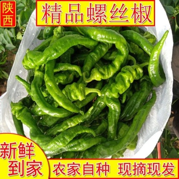 《畅销》陕西螺丝椒自家基地直发对接全国无中间商赚差价