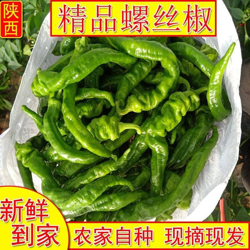 《畅销》陕西螺丝椒自家基地直发对接全国无中间商赚差价