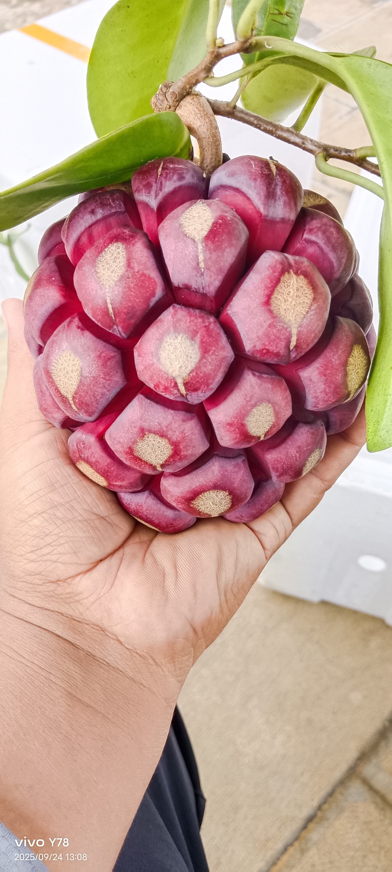 网红水果黑老虎