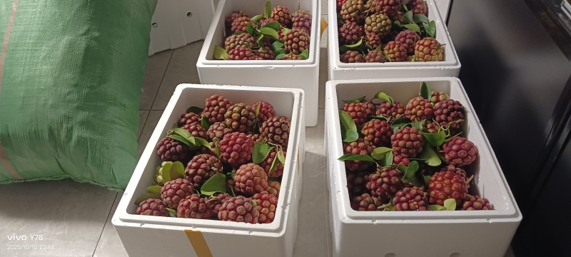 网红水果黑老虎