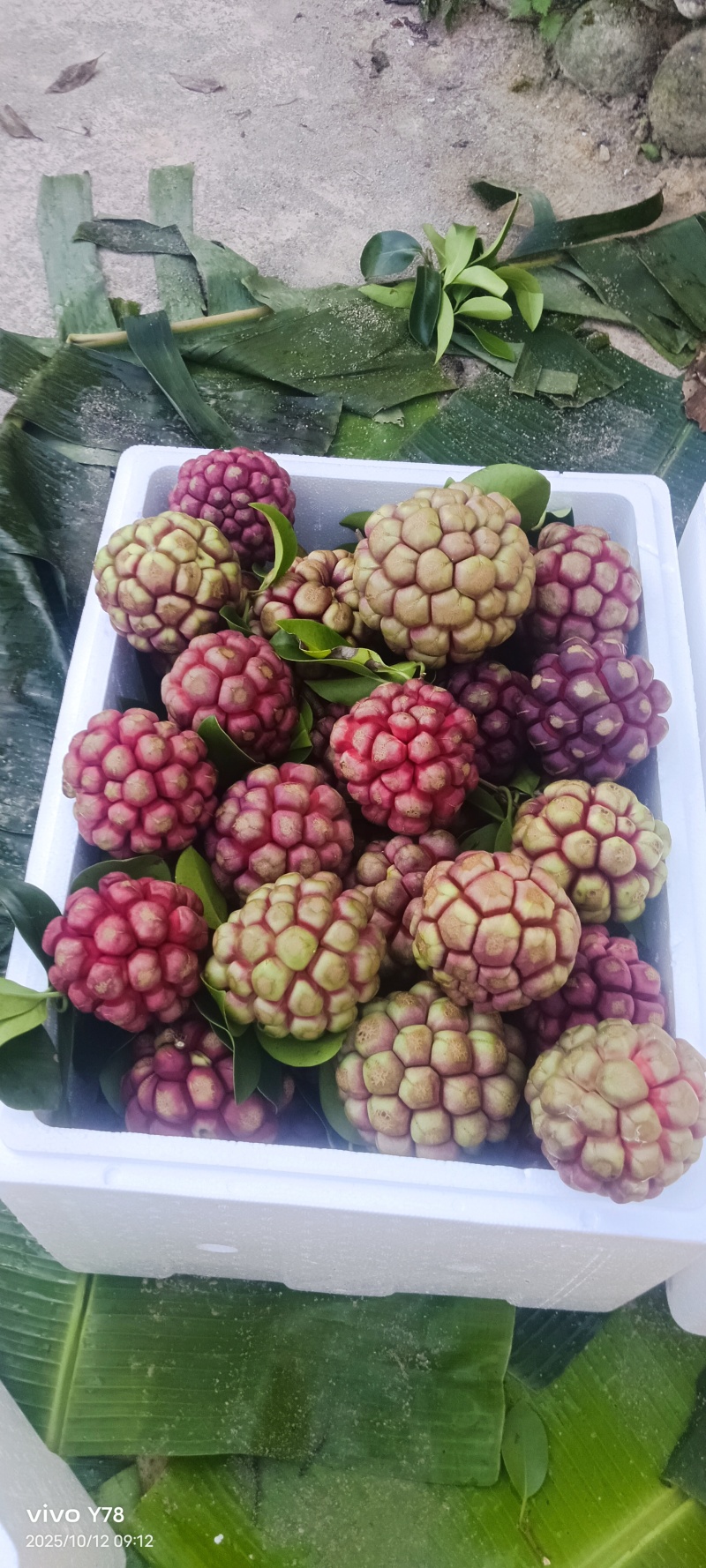 网红水果黑老虎