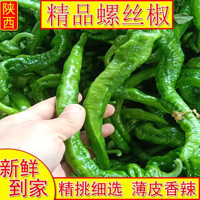 《畅销》陕西螺丝椒自家基地直发对接全国无中间商赚差价