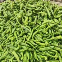 《畅销》陕西泡椒螺丝椒线椒等自家基地直发对接商超团购电