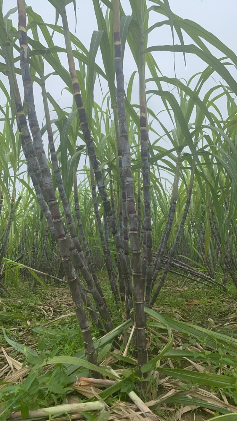 甘蔗口感脆甜，二十多年种植经验，可长期供货