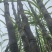 甘蔗口感脆甜，二十多年种植经验，可长期供货