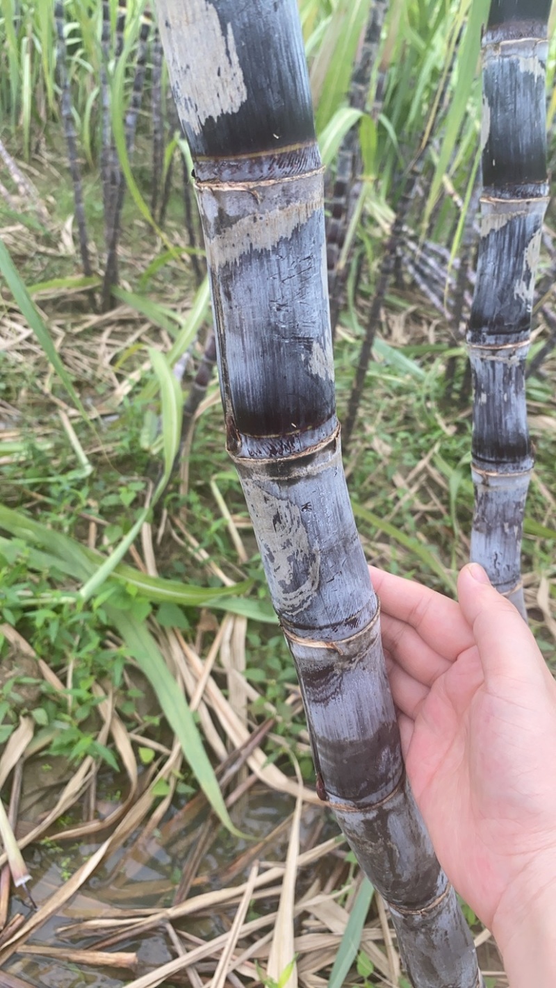 甘蔗口感脆甜，二十多年种植经验，可长期供货