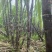 甘蔗口感脆甜，二十多年种植经验，可长期供货