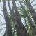 甘蔗口感脆甜，二十多年种植经验，可长期供货