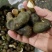 茶枝柑三花青产地直发陈皮24小时在线服务品质保障赶快下单