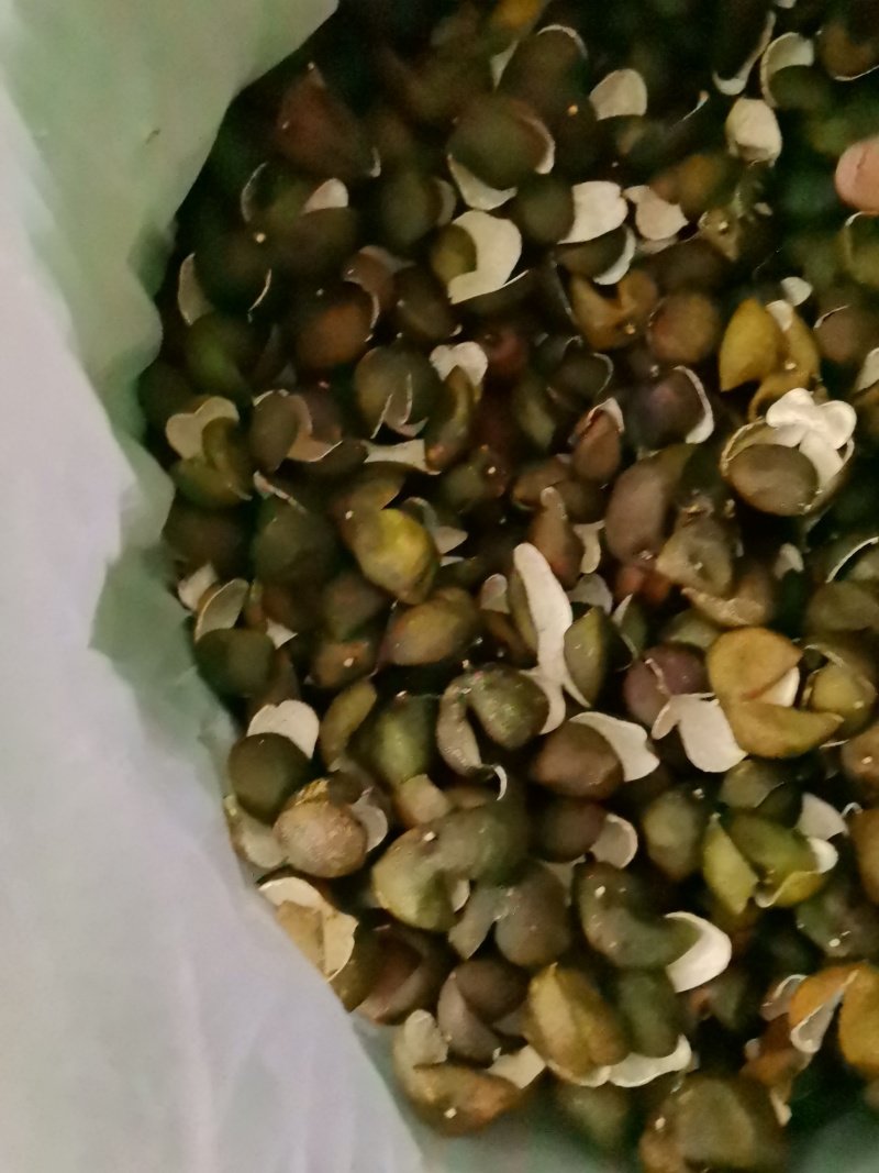 茶枝柑三花青产地直发陈皮24小时在线服务品质保障赶快下单