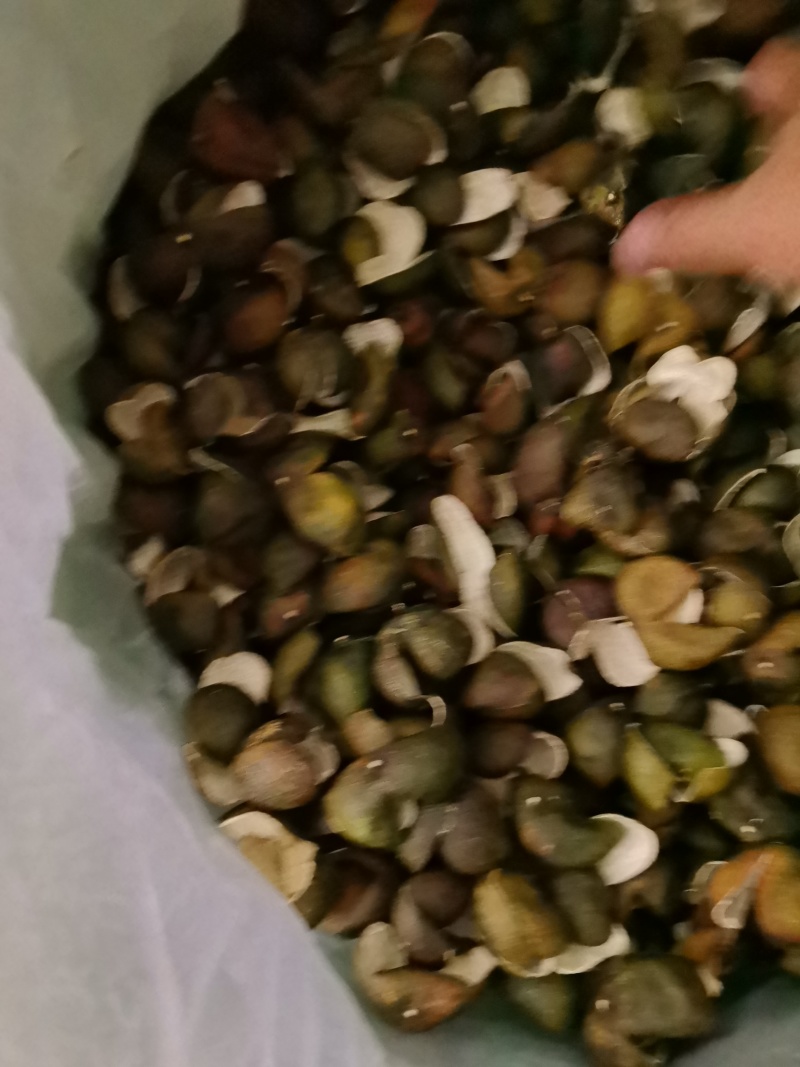 茶枝柑三花青产地直发陈皮24小时在线服务品质保障赶快下单
