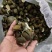 茶枝柑三花青产地直发陈皮24小时在线服务品质保障赶快下单