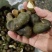 茶枝柑三花青产地直发陈皮24小时在线服务品质保障赶快下单