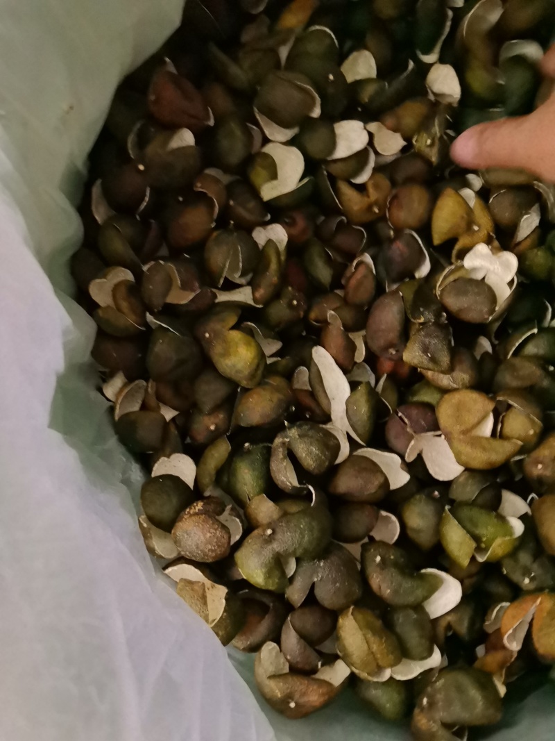 茶枝柑三花青产地直发陈皮24小时在线服务品质保障赶快下单