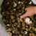 茶枝柑三花青产地直发陈皮24小时在线服务品质保障赶快下单
