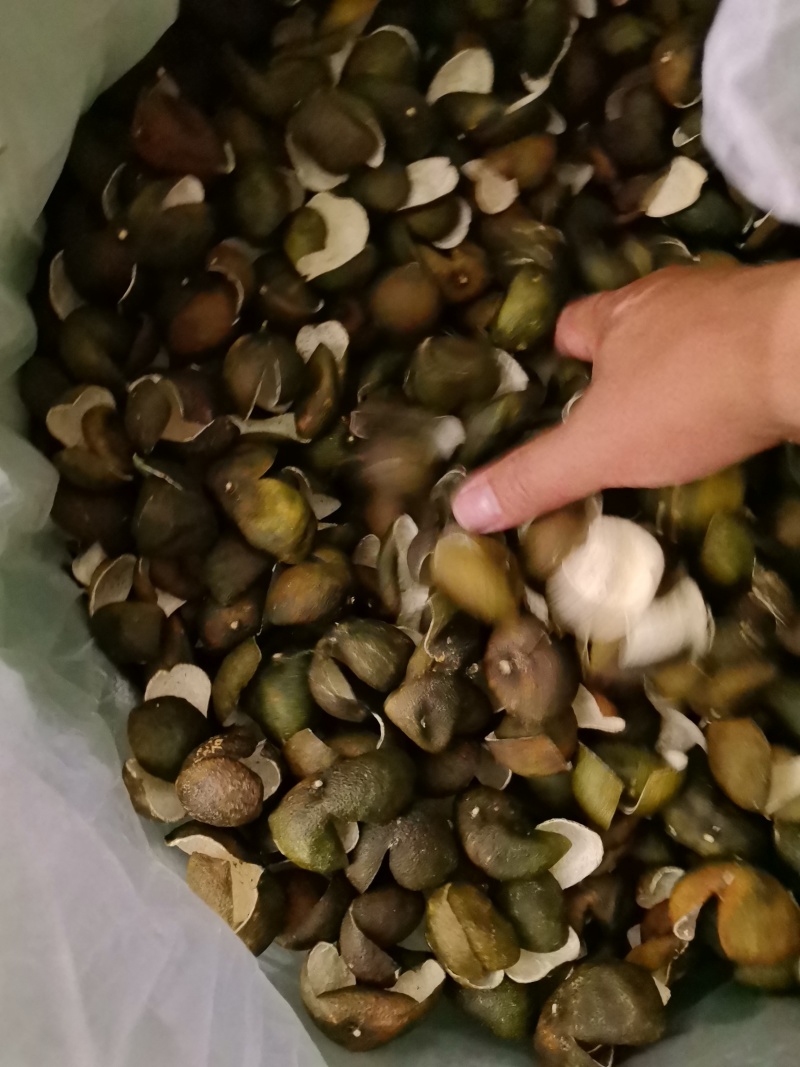 茶枝柑三花青产地直发陈皮24小时在线服务品质保障赶快下单