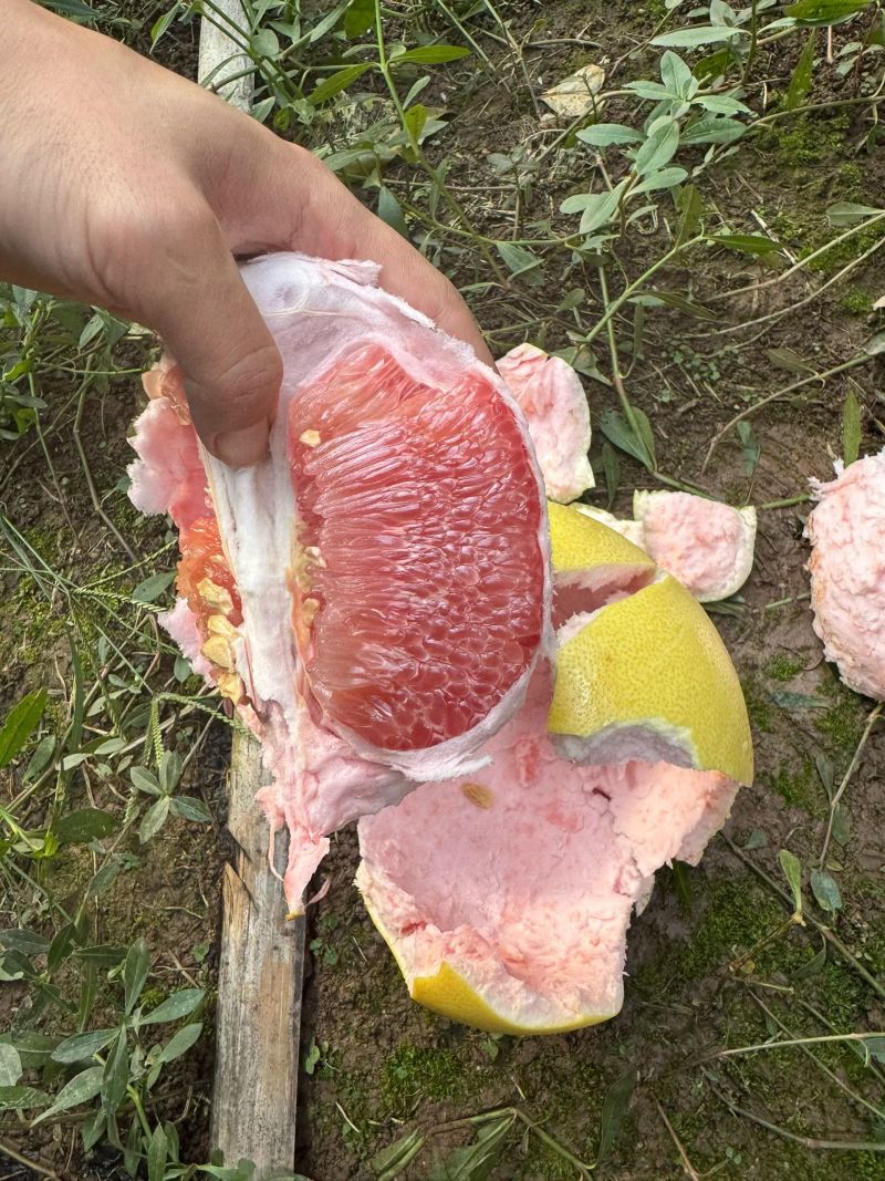 四川省套袋红心柚大量出货了！！