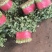 代收大叶小叶香菜，货源真实，诚信为人，合作共赢，支持全国