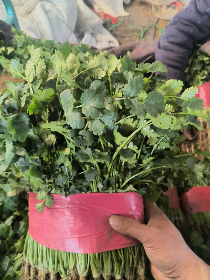 代收大叶小叶香菜，货源真实，诚信为人，合作共赢，支持全国