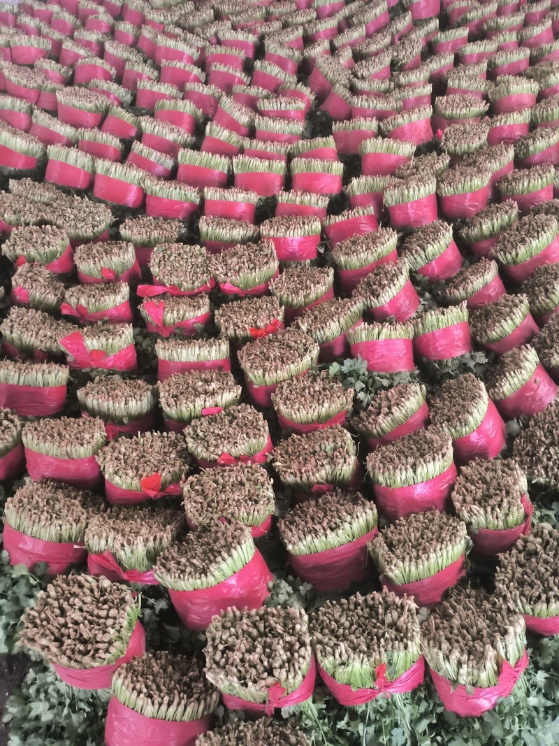 代收大叶小叶香菜，货源真实，诚信为人，合作共赢，支持全国