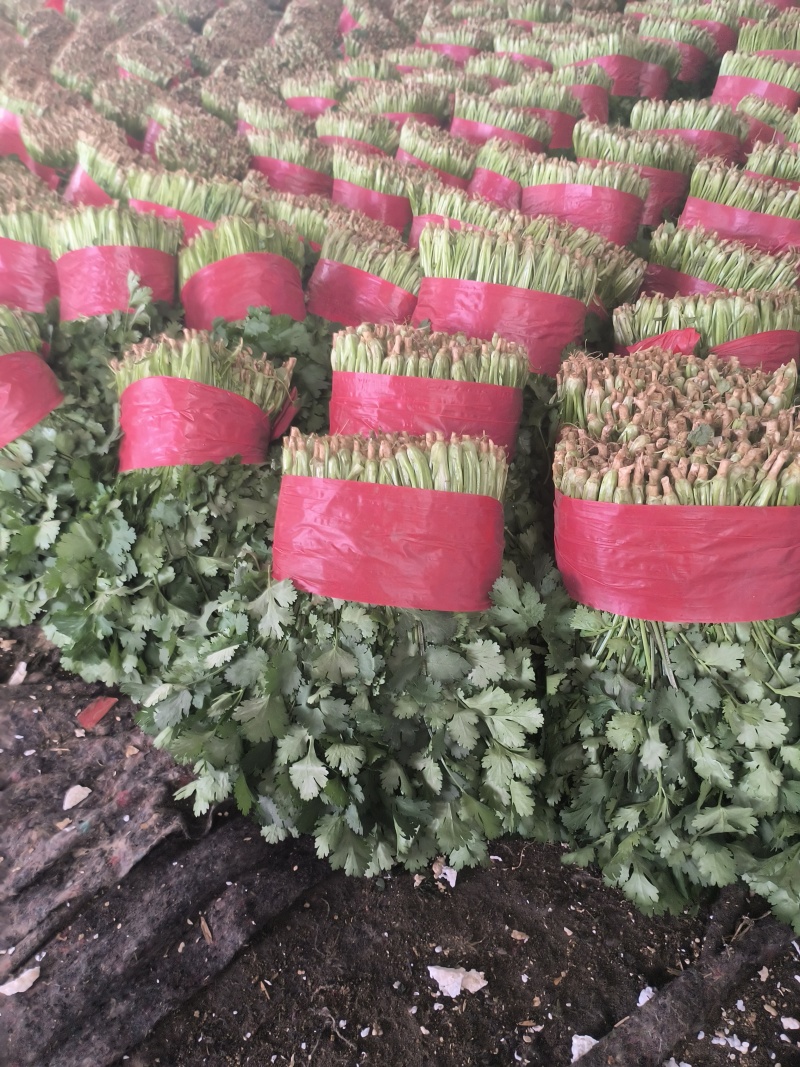 代收大叶小叶香菜，货源真实，诚信为人，合作共赢，支持全国