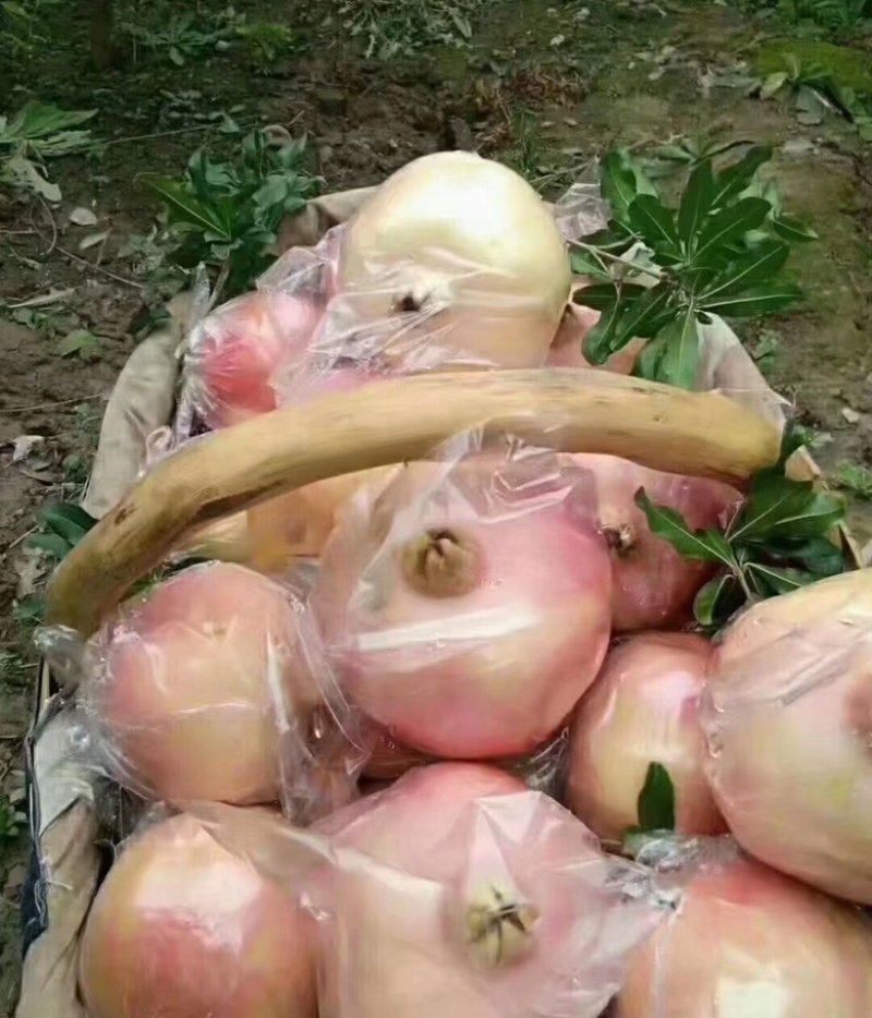 临潼石榴批发量大从优