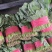 代收菠菜，货源真实，广交朋友，合作共赢，20到30公分，