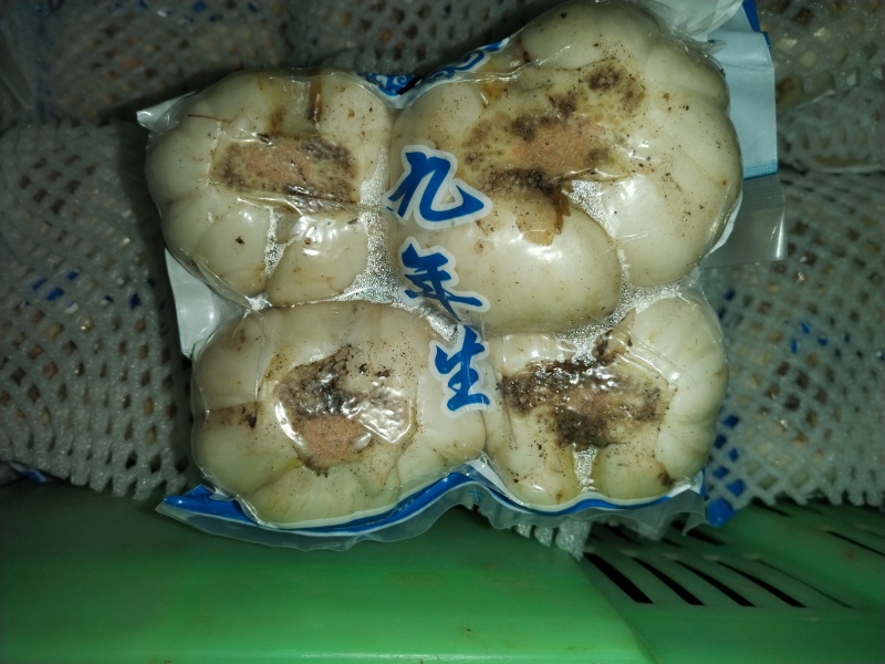 百合鲜百合甘肃产区直发保质保量供货批发零售