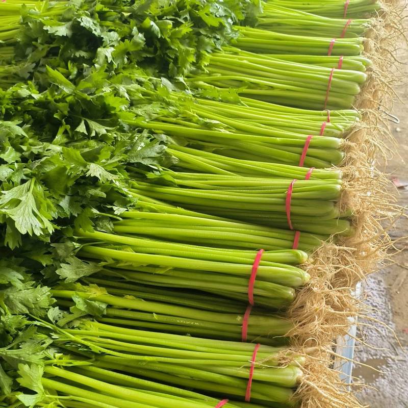 小香芹棵细质量好