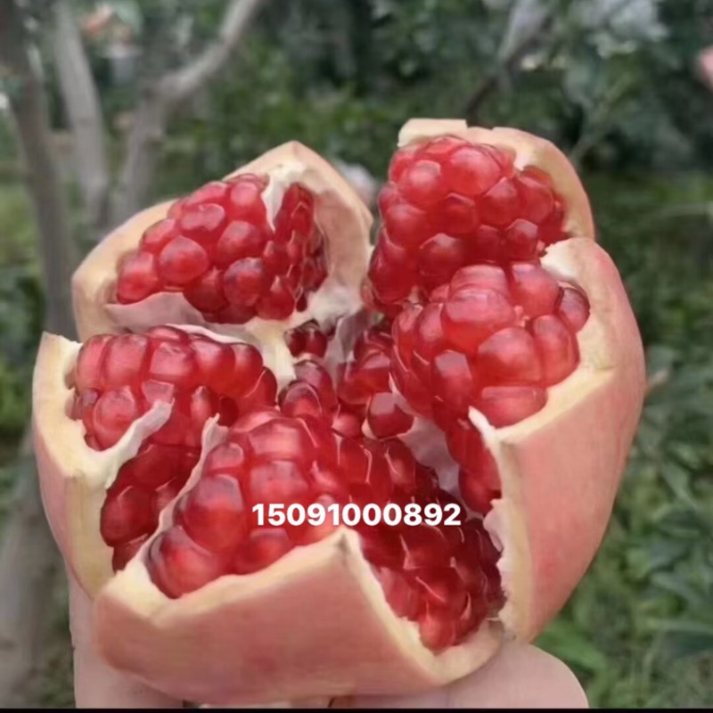 临潼石榴