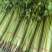 小香芹棵细质量好