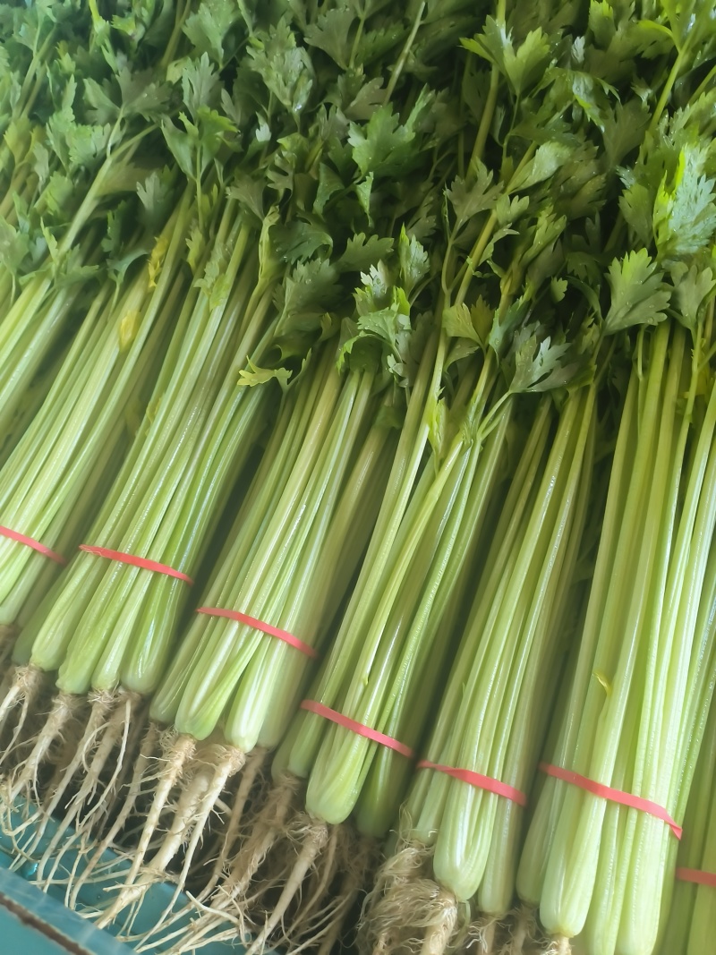 小香芹棵细质量好