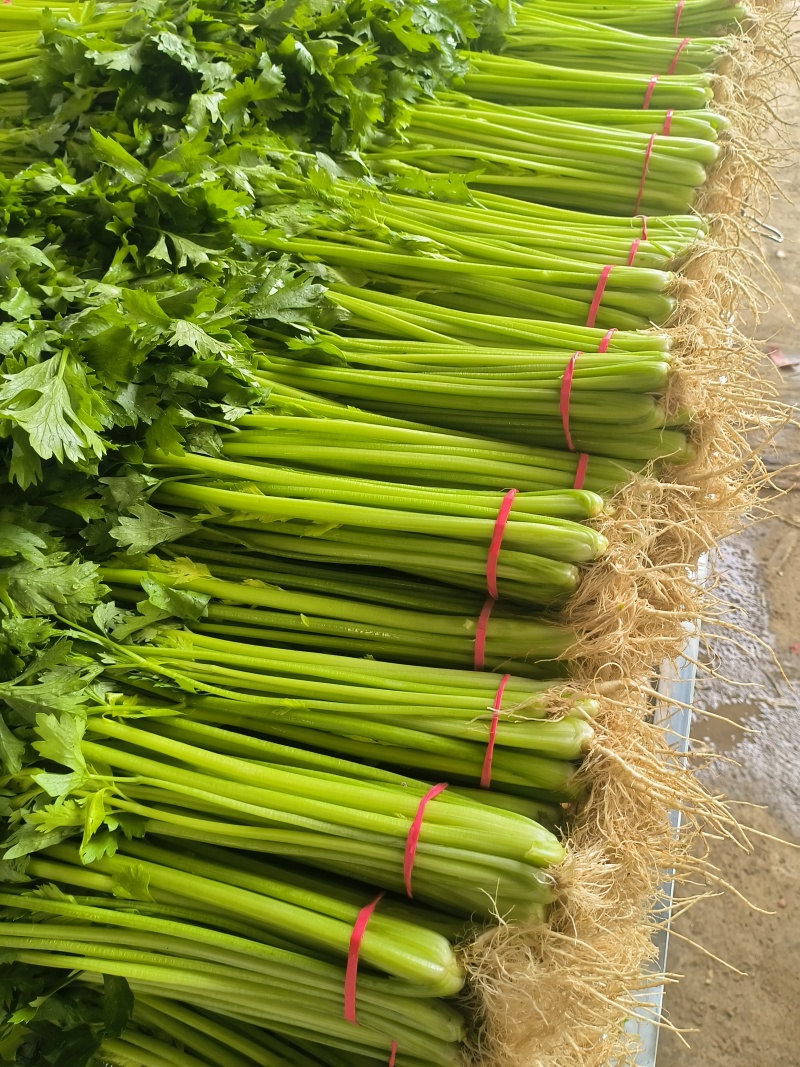 小香芹棵细质量好