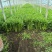 小香芹棵细质量好