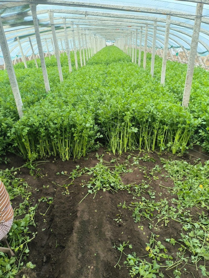 小香芹棵细质量好